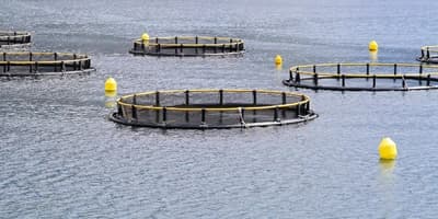 Diploma in Aquaculture