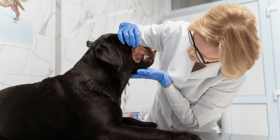 Dog First Aid, CPR and Grooming Training